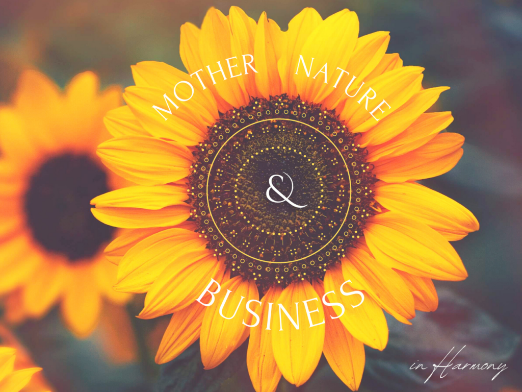großaufnahme sonnenblume - angebot von michaela schwedeler - mother, nature & business in harmony