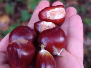 Eine Handvoll herbstlicher in dunklem braun glänzender Kastanien.