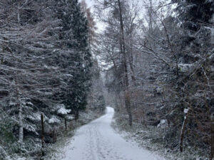 Ein winterlich verschneiter Waldweg, der von schneeweißen Tannen gesäumt ist.